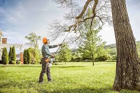 Royal Palm Beach, FL Tree Removal and Landscaping Services Company